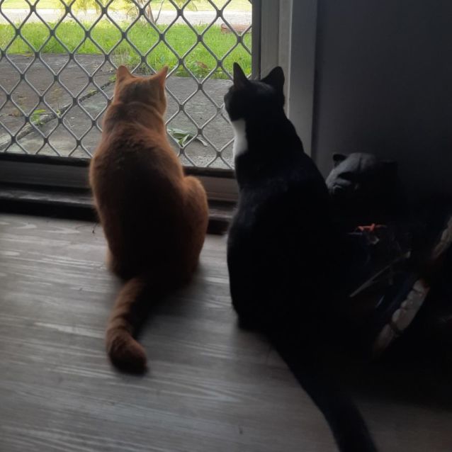 Photo of Penelope (Penny)