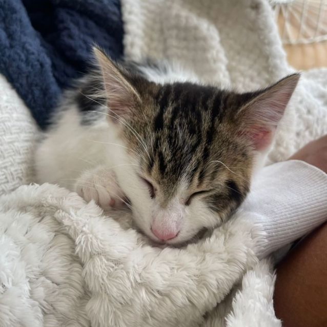 Photo of Loki