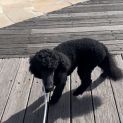 Photo of Porscha 