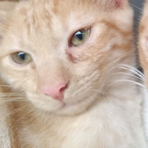 Peaches 🧡