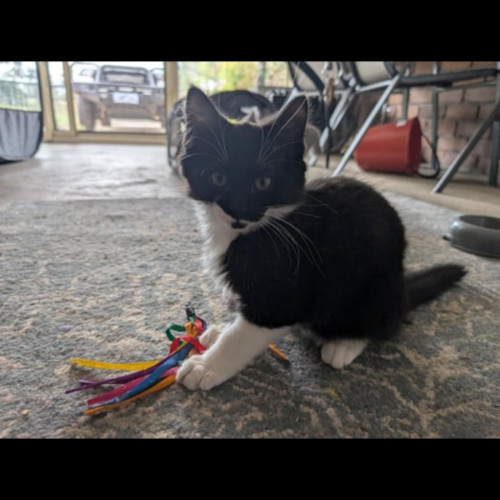 Chase meet me@petstock hastings