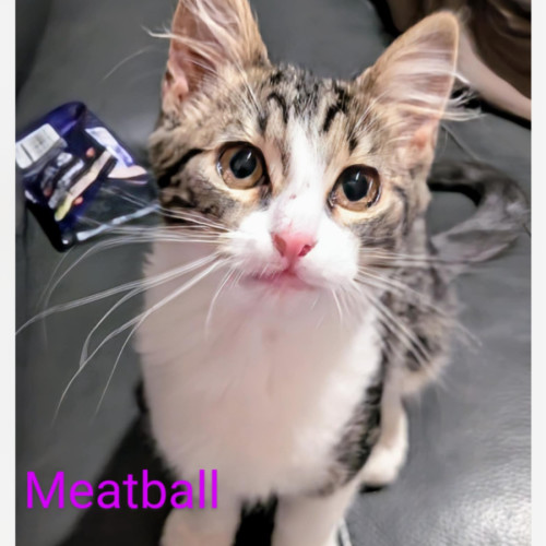 Meatball Meet me@Petstock Chelsea store 