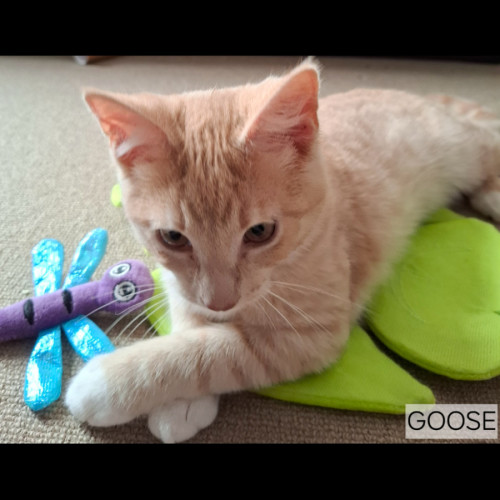 Goose meet me@Petstock Mornington Nepean Hwy store