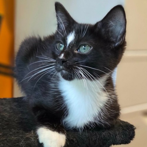No photo for Paddy ** 2nd Chance Cat Rescue **