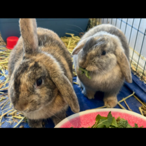 Mia and Miffy