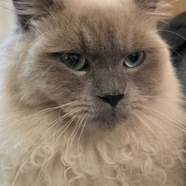 Photo of Kovu