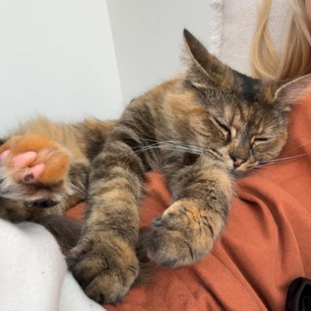 Photo of Reva *9 Lives Project Rescue*