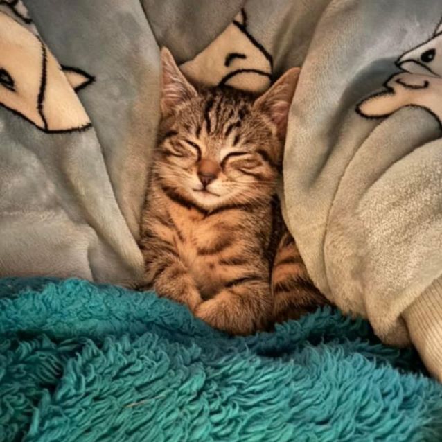 Photo of Gwen Meet Me At Petstock Hastings Store