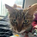 Photo of Lady Sif **2nd Chance Cat Rescue**