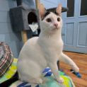 Photo of Smudge