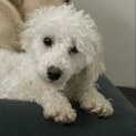 Photo of Barney