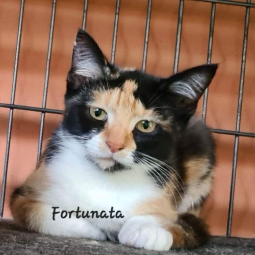 No photo for Fortunata