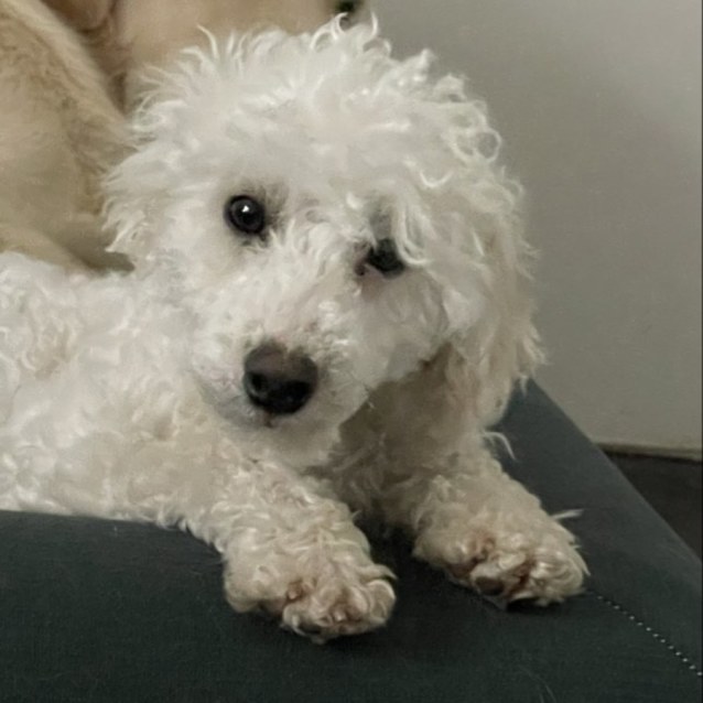 Photo of Barney