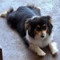 Photo of Bindi