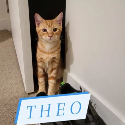Theo