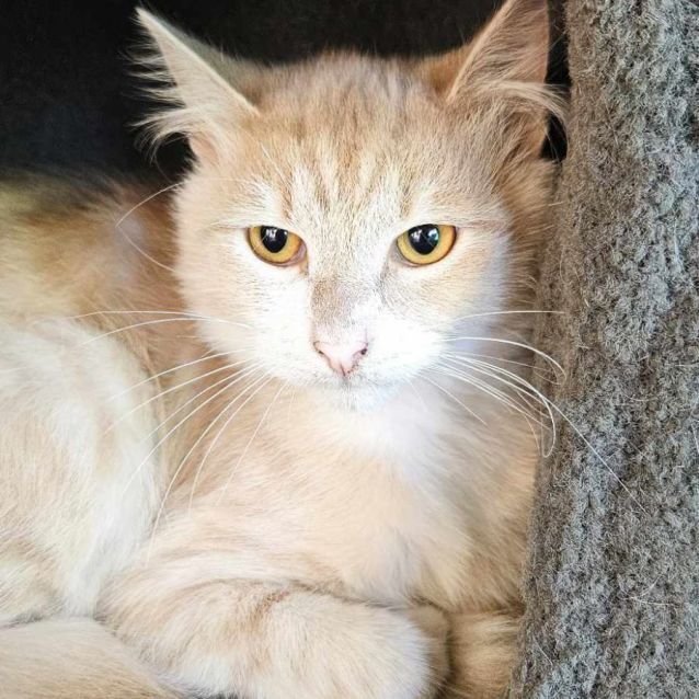 Photo of Benjamin **2nd Chance Cat Rescue**