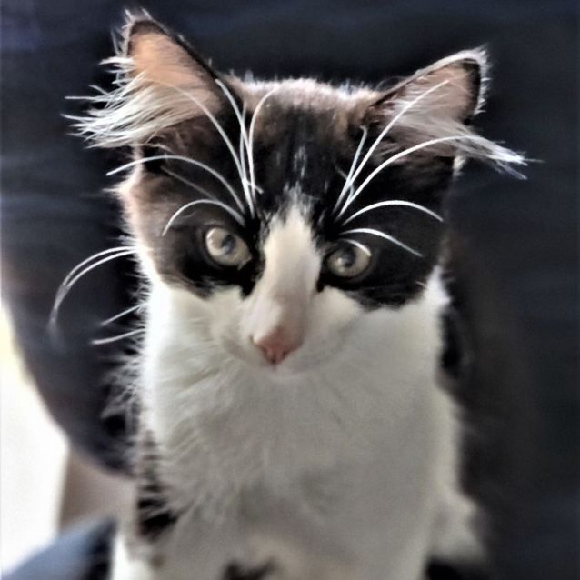 Photo of Rascal ^^Dandy Cat Rescue^^