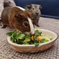 Photo of Biscuit & Silver (Located Wantirna South)