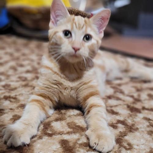 No photo for Lady Purrsalot