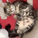 Photo of Nala