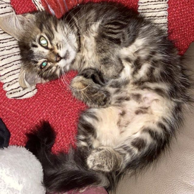 Photo of Nala