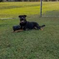 Photo of Moose