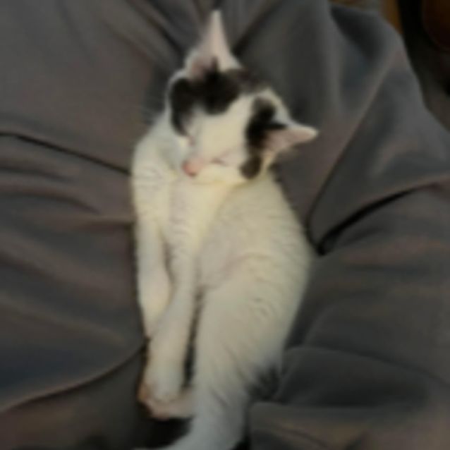 Photo of Nikkie
