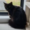Photo of Tinkerbell