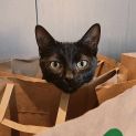 Photo of Cleo