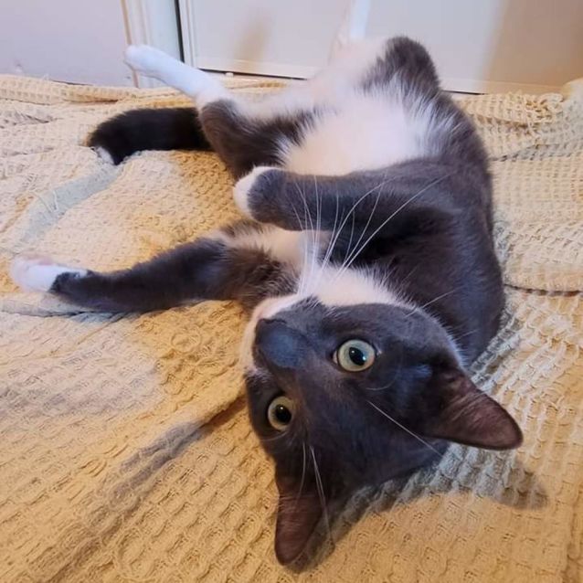 Photo of Baxter