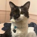 Photo of Peanut