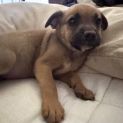 Photo of Bentley