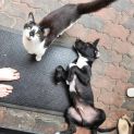 Photo of Shadow