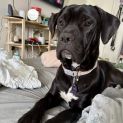Photo of Patch