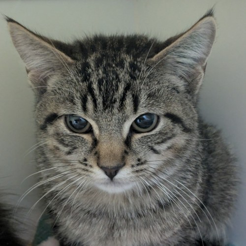 🌱 Gideon 6020 🌱