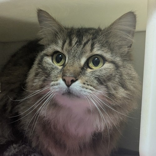 No photo for 🫏 Noni 6793 🫏