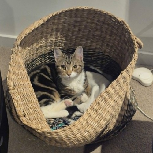 Bermuda *9 Lives Project Rescue*