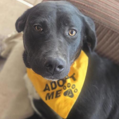Tardis