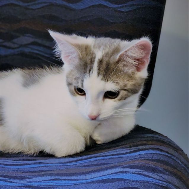 Photo of Muffin ^^Dandy Cat Rescue^^