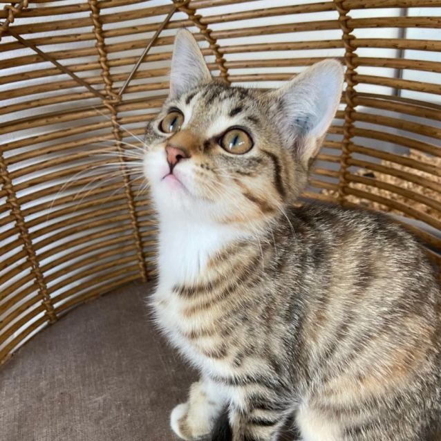 Photo of Tangerine ^^Dandy Cat Rescue^^