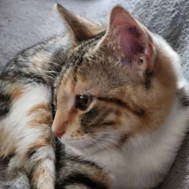 Photo of Sprite ^^Dandy Cat Rescue^^