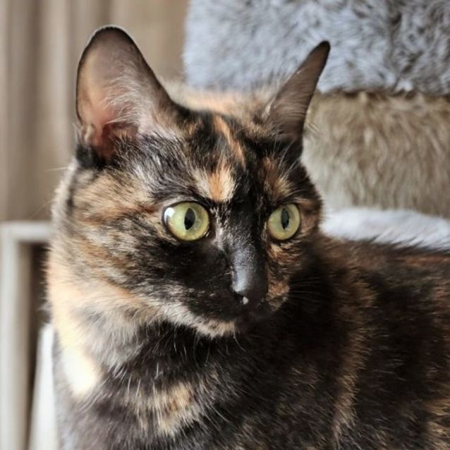 Photo of Hazel ^^Dandy Cat Rescue^^