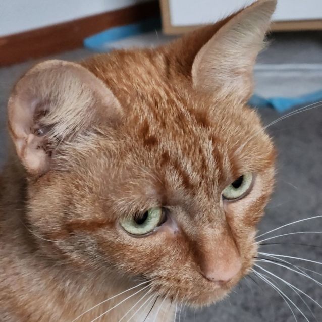 Photo of Aquaria ^^Dandy Cat Rescue^^