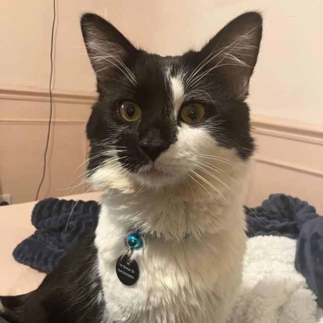 Photo of Peanut