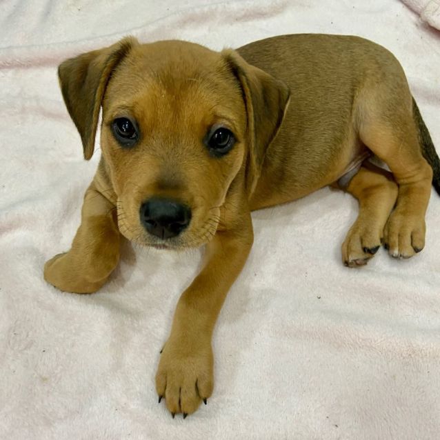 Photo of Percy