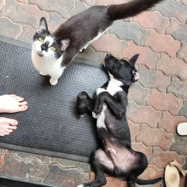 Photo of Shadow