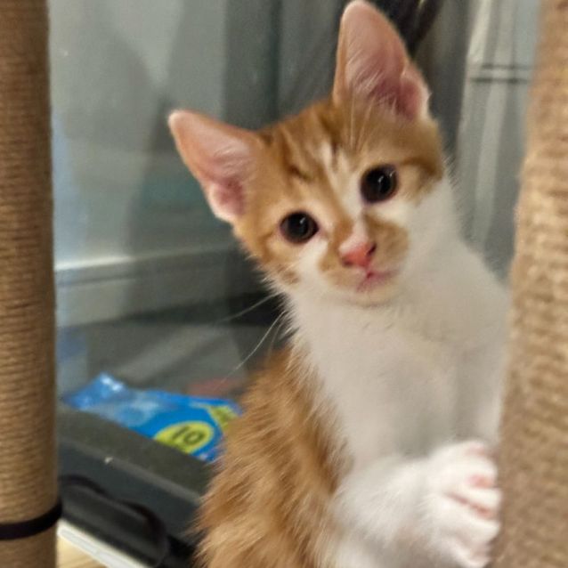 Photo of Colby Jack