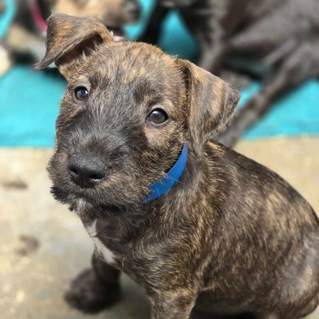 Brindle schnauzer mix sales