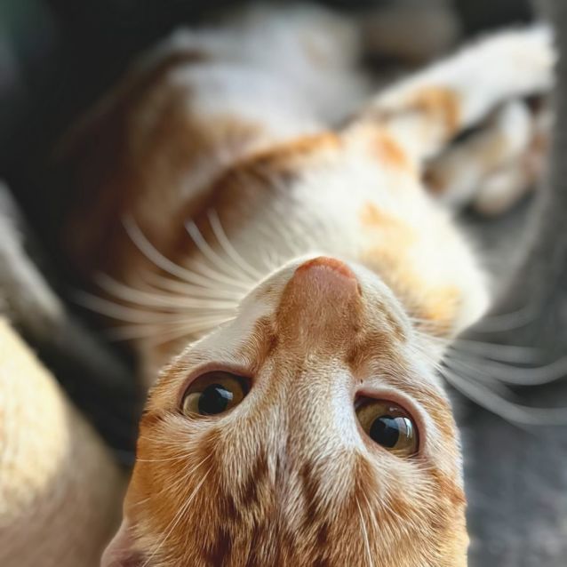 Photo of Pumpkin Latte 