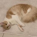 Photo of Nala